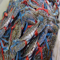 荆州海鲜活体空运